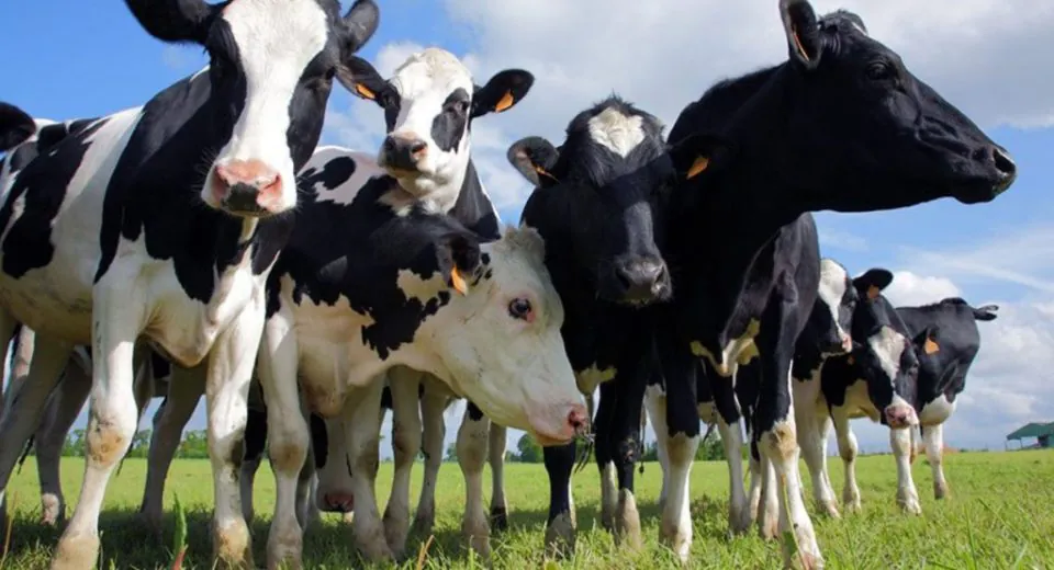 Trace Element Footbath