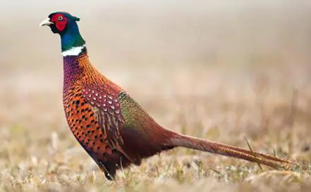 Game Bird Attractant