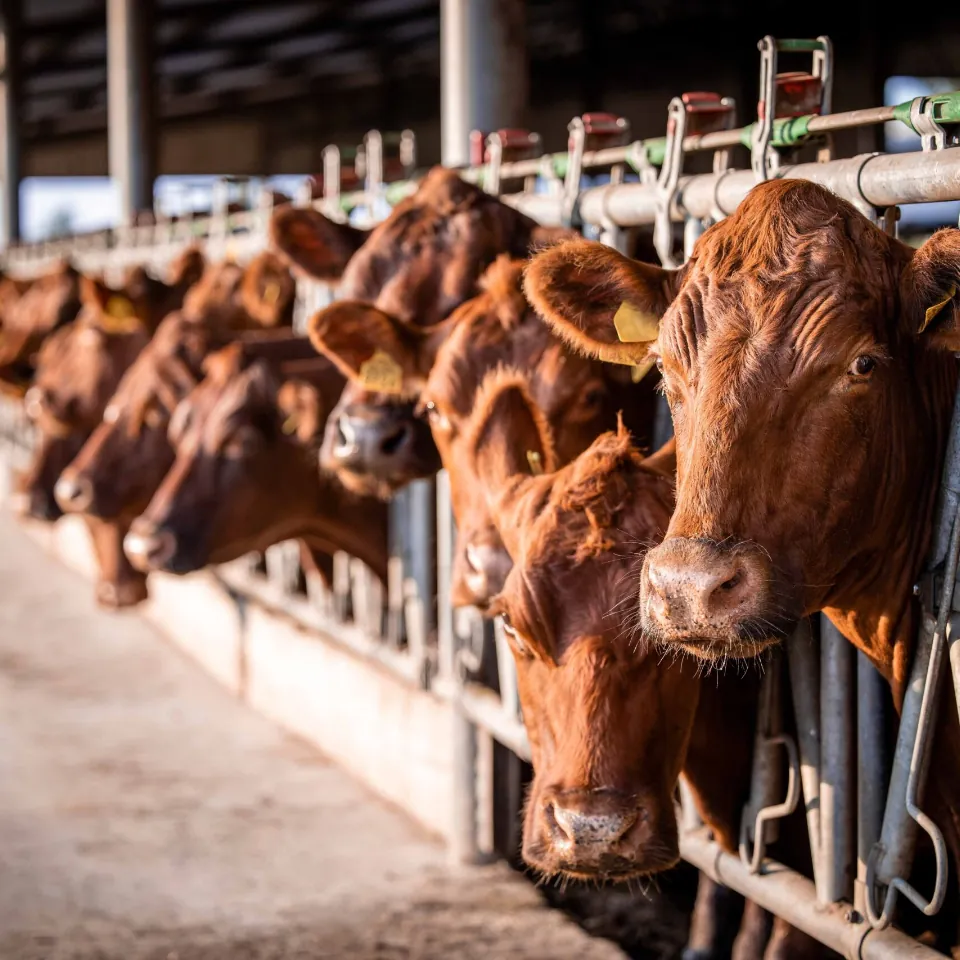 Preparing Cows for Winter: Essential Feed Minerals for Optimal Health and Performance