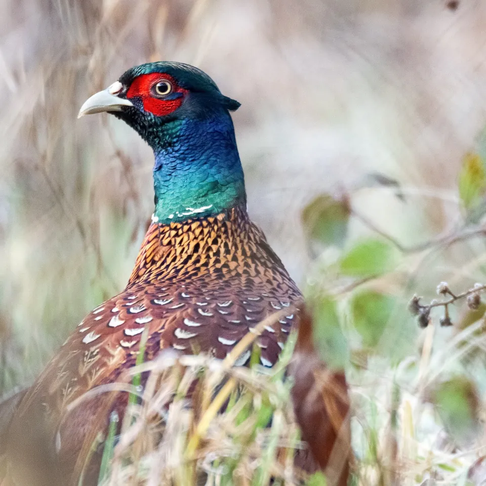 Unlocking the Power of Aniseed for Game Birds with Target Feeds