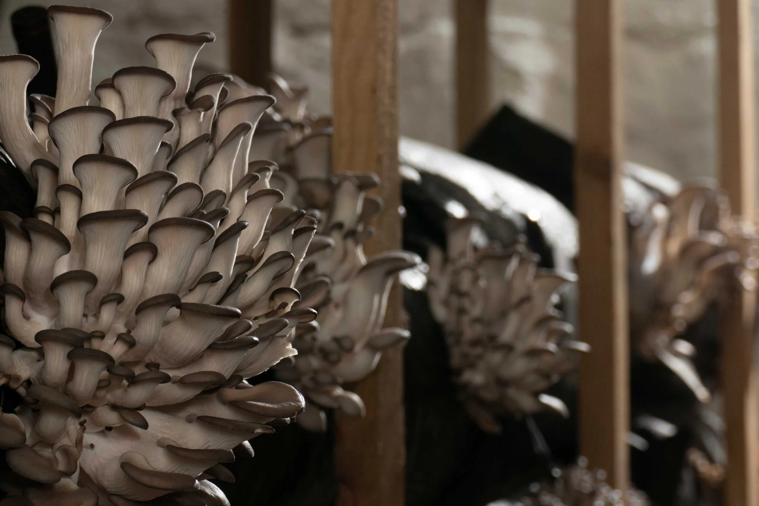 Optimizing Mushroom Cultivation with Soya Hull Pellets and Master's Mix
