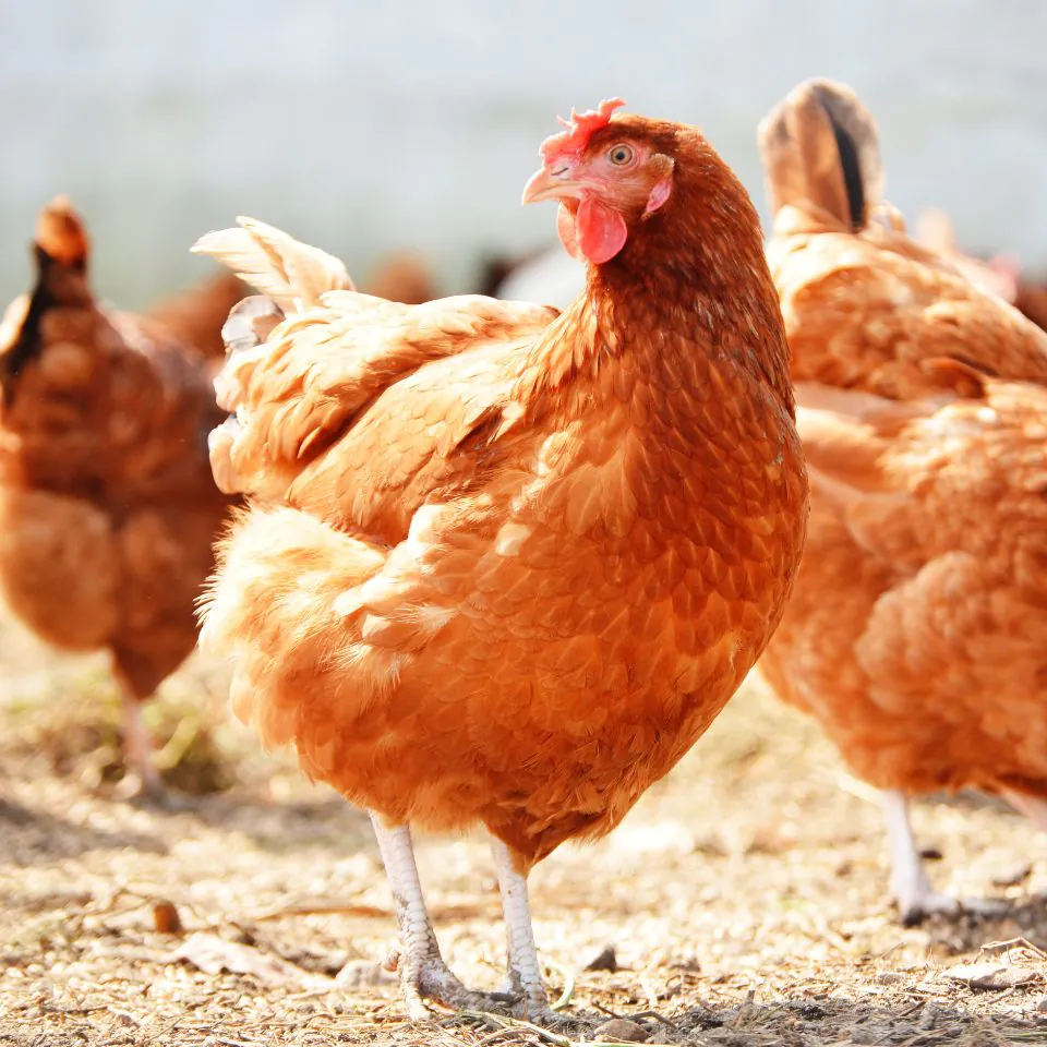 The Importance of High-Quality Chicken Feed for Optimal Egg Production