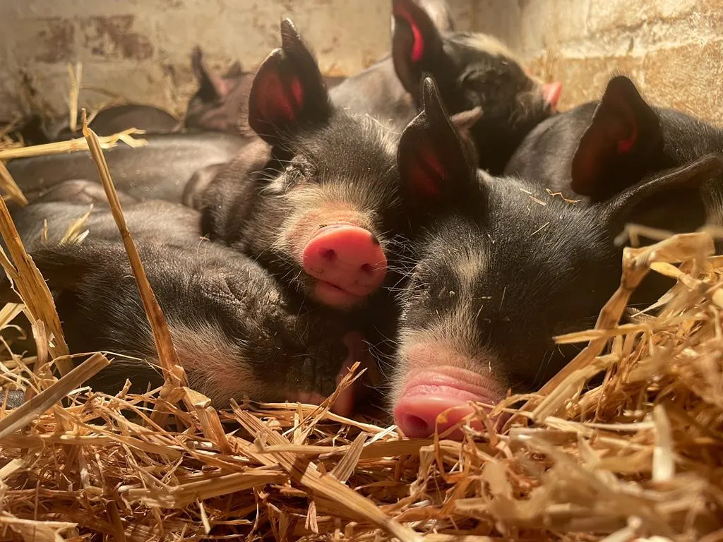 The Importance of Piglet Starter Diets: Optimizing Growth with Target Feeds