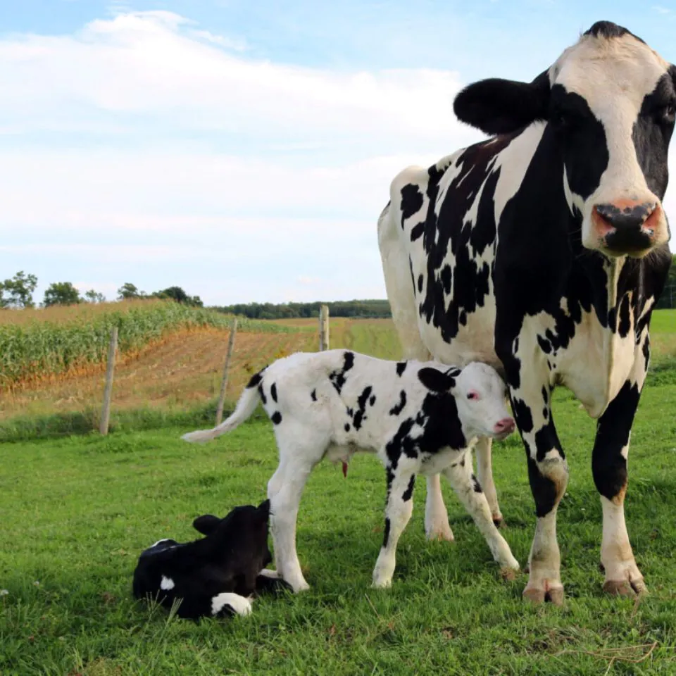 🌱 Spring Nutrition for Thriving Young Livestock